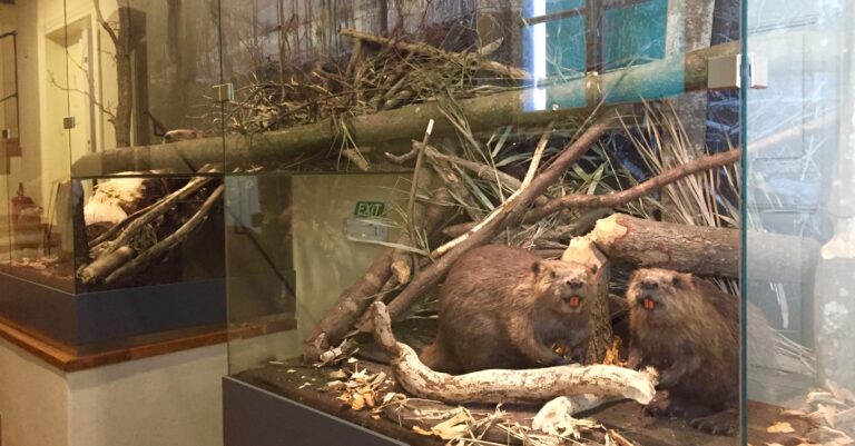 8.185 DPCL EXPOZICE HE